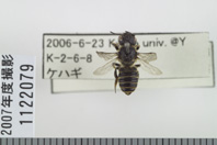 昆虫類