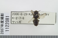 昆虫類