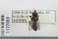 昆虫類