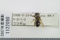 昆虫類