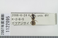 昆虫類