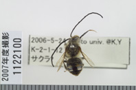 昆虫類