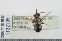 昆虫類