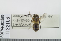 昆虫類