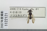 昆虫類