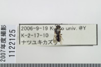昆虫類
