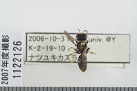 昆虫類