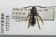 昆虫類