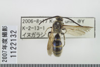 昆虫類