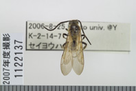 昆虫類
