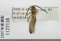 昆虫類