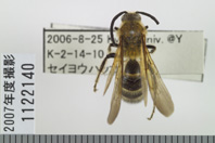 昆虫類