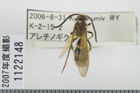昆虫類