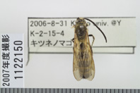 昆虫類