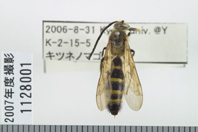 昆虫類