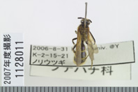 昆虫類