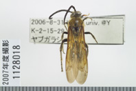 昆虫類