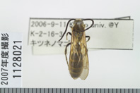 昆虫類