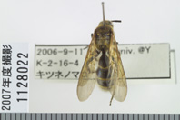 昆虫類