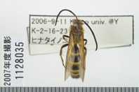 昆虫類