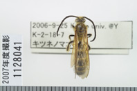 昆虫類
