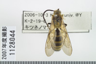 昆虫類