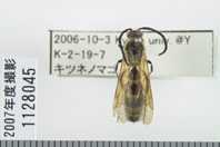 昆虫類