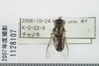 昆虫類