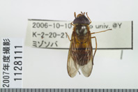 昆虫類