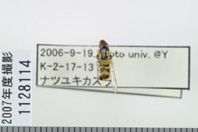 昆虫類