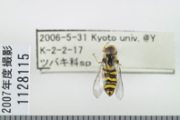 昆虫類