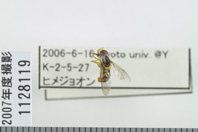 昆虫類