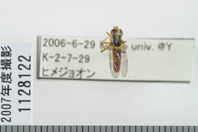 昆虫類