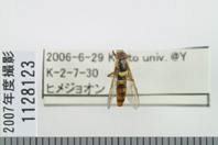 昆虫類