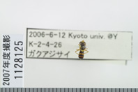 昆虫類