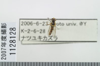 昆虫類