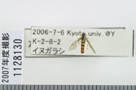 昆虫類