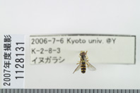 昆虫類