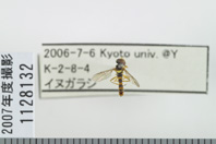 昆虫類