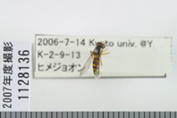 昆虫類