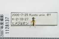 昆虫類