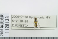 昆虫類