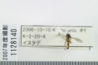昆虫類