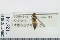 昆虫類