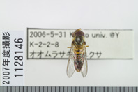 昆虫類