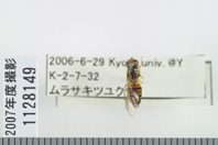昆虫類