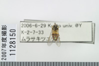 昆虫類