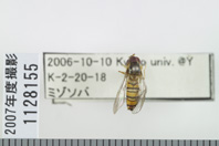 昆虫類