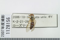 昆虫類