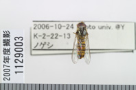 昆虫類